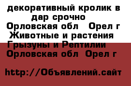 декоративный кролик в дар срочноl - Орловская обл., Орел г. Животные и растения » Грызуны и Рептилии   . Орловская обл.,Орел г.